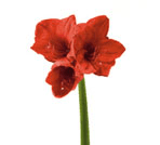 Amaryllis