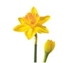 Daffodil