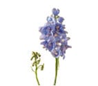 Delphinium