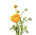 Ranunculus