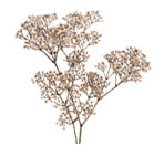 BabyBreath