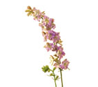 LARKSPUR